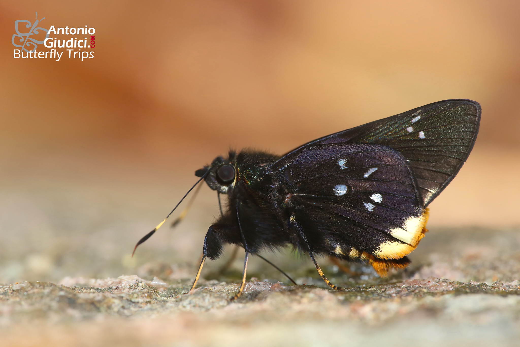 Creteus Cyrina2