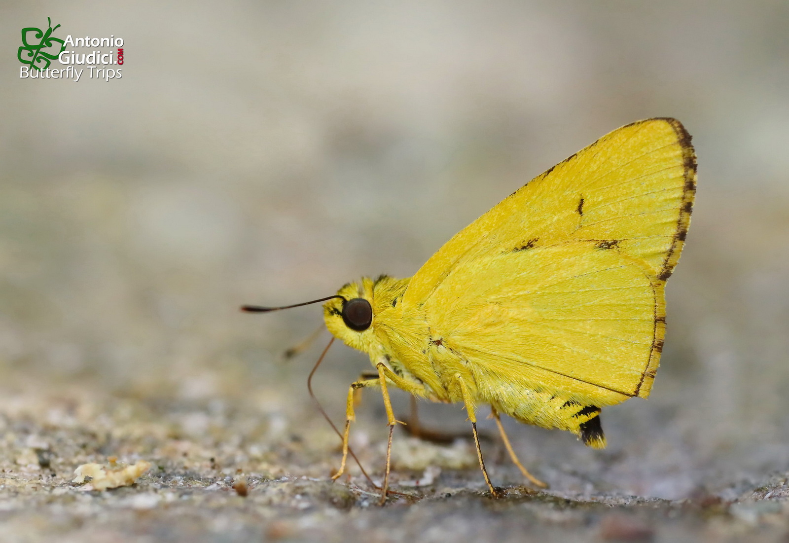 Cupitha Purreea 2