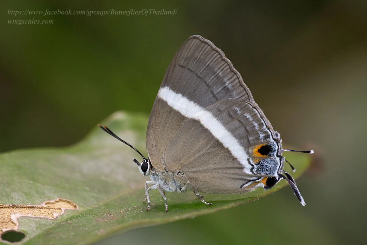 Dacalana Cotys Female Supat 03
