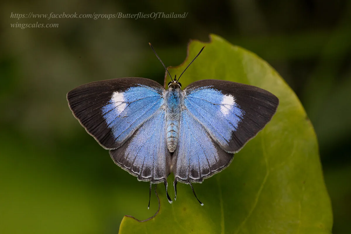 Dacalana Cotys Female Supat 04