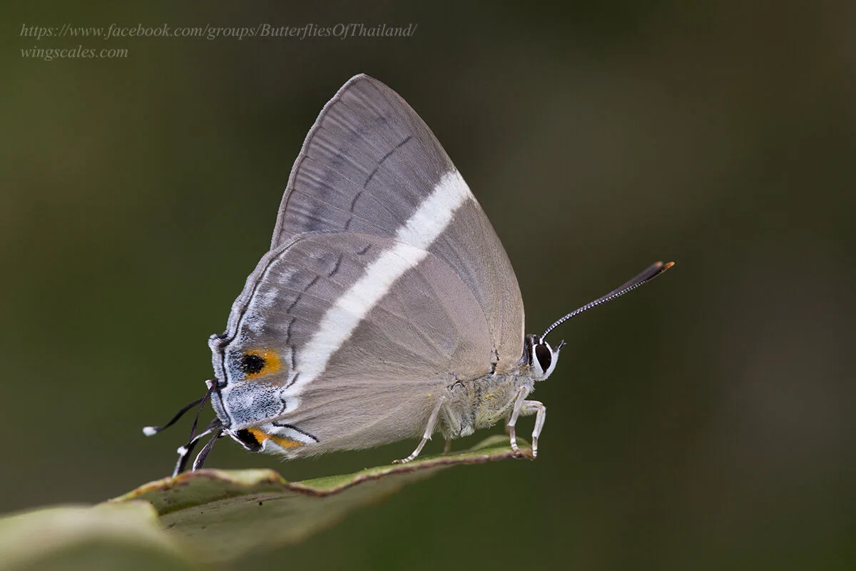 Dacalana Cotys Male Supat 01