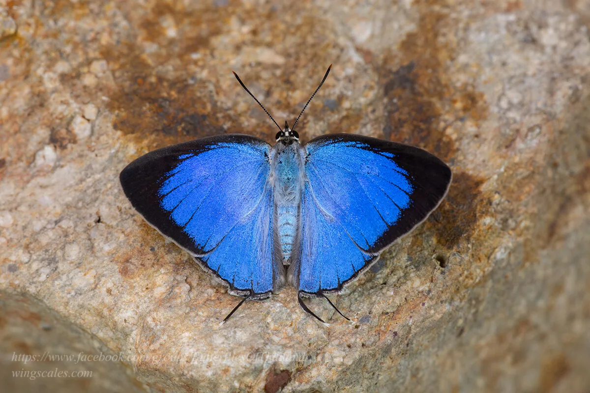 Dacalana Cotys Male Supat 02