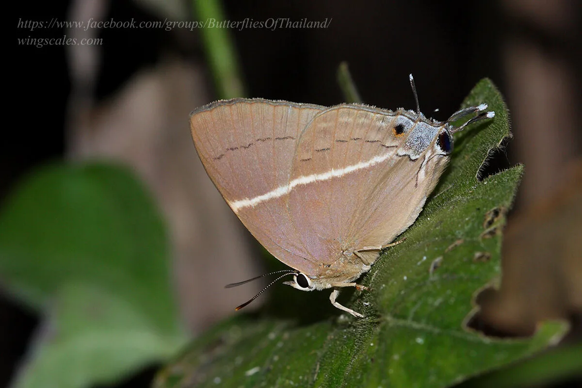 Dacalana Penicilligera