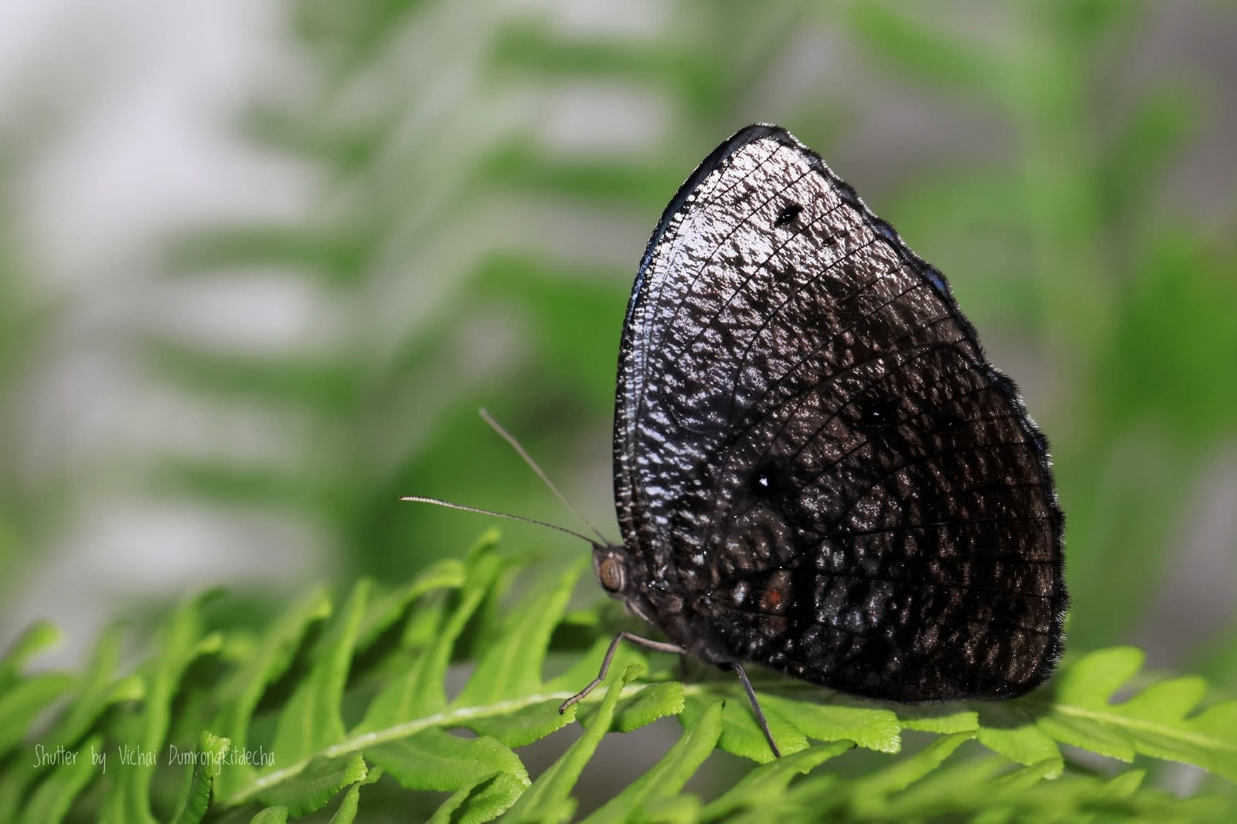 Elymnias Esaca Male Vichai
