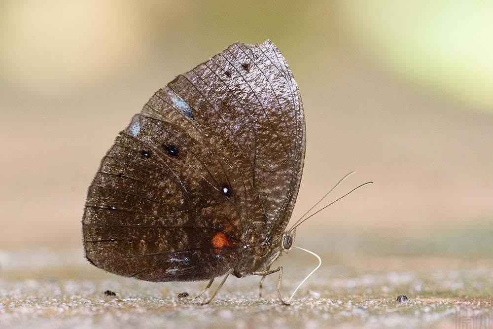 Elymnias Esaca Male Lc Goh