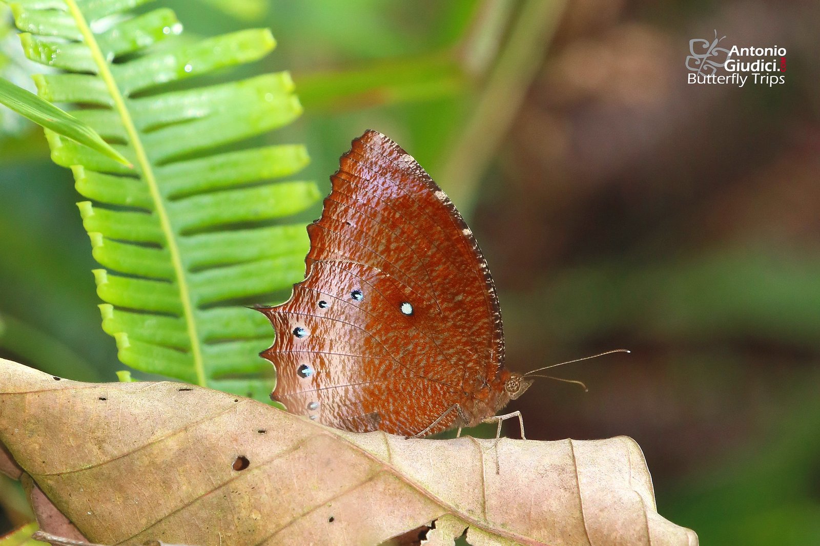 Elymnias Panthera Betong 14 Dec 16
