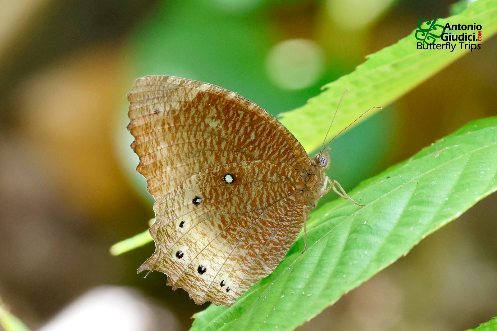 Elymnias Panthera Female