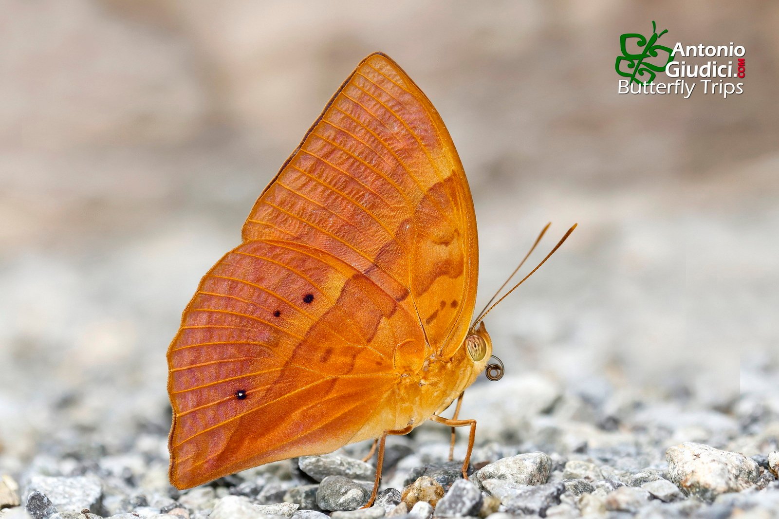 Enispe Duranius Betong 19 Aug 23