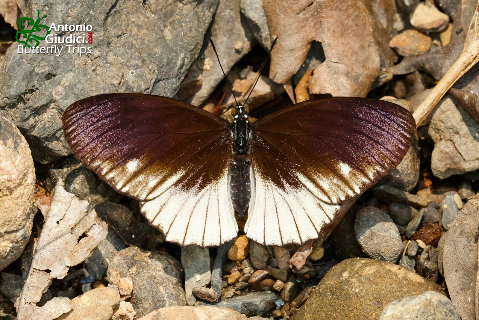 Euripus Nyctelius Female2