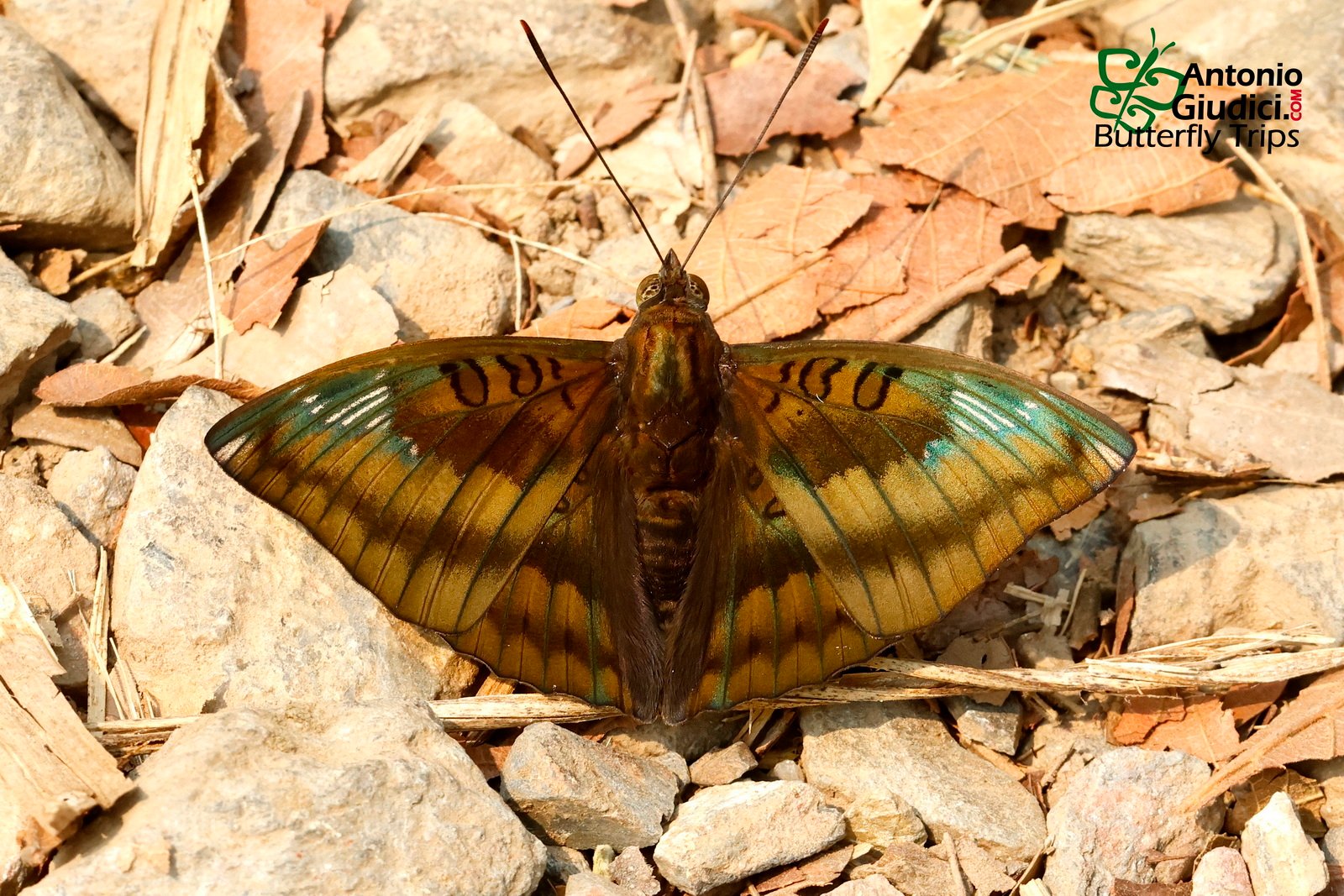 Euthalia Alpheda Male Sri Lanna 3 Apr 24