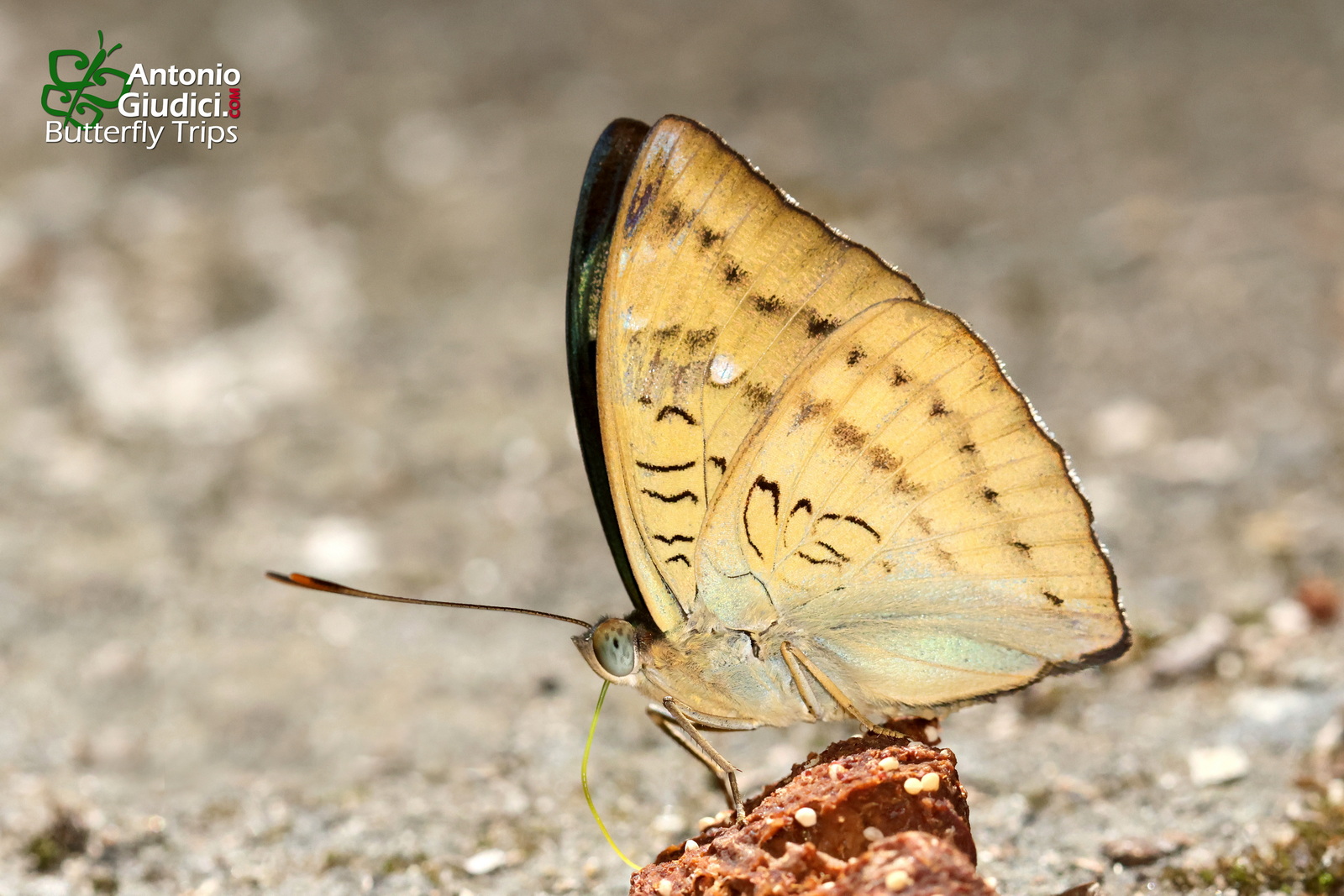 Euthalia Monina Kesava Tat Mok 19 Oct 2022 Bis