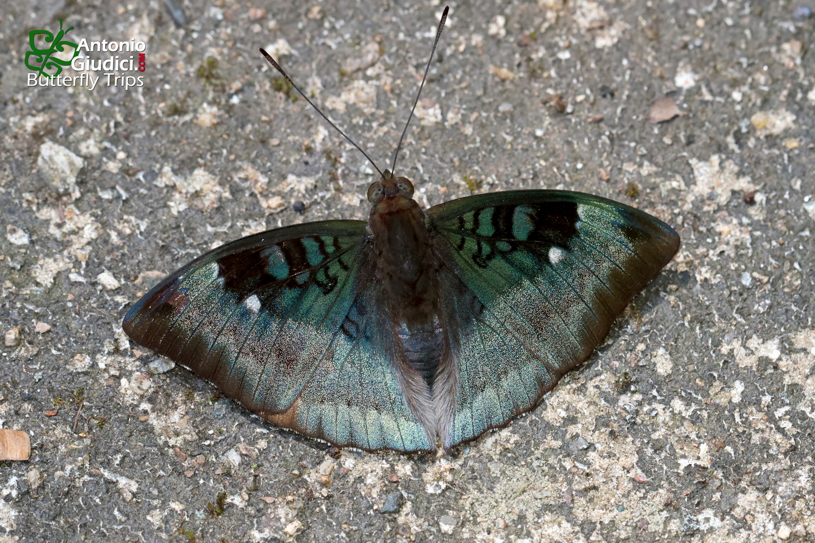 Euthalia Monina Kesava Tat Mok 19 Oct 2022