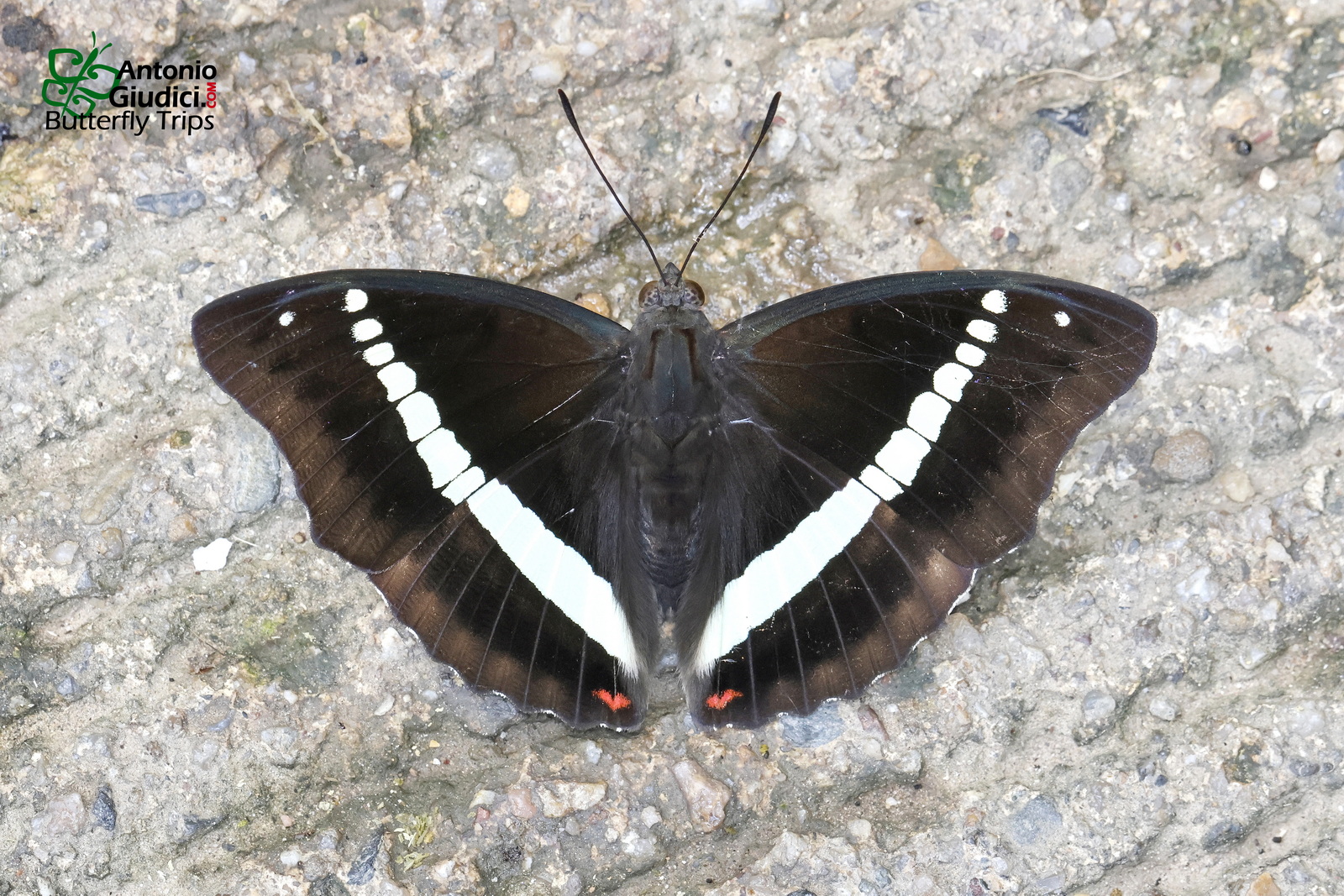 Euthalia Recta Recta