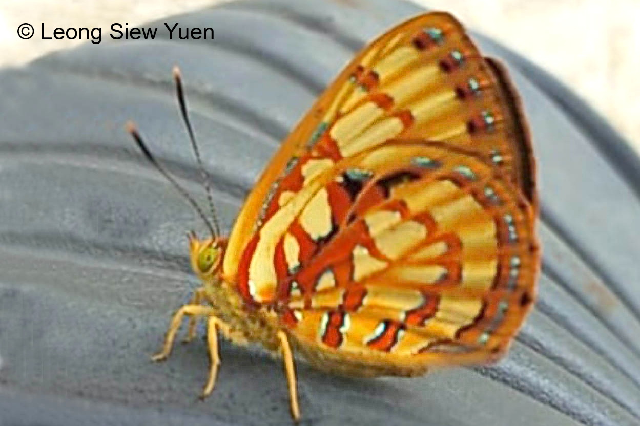Hypochrisops Coelisparsus Leong Siew Yuen 2