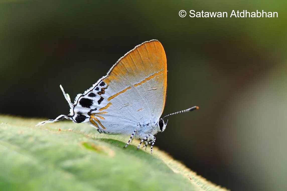 Hypolycaena Amabilis Satawan02