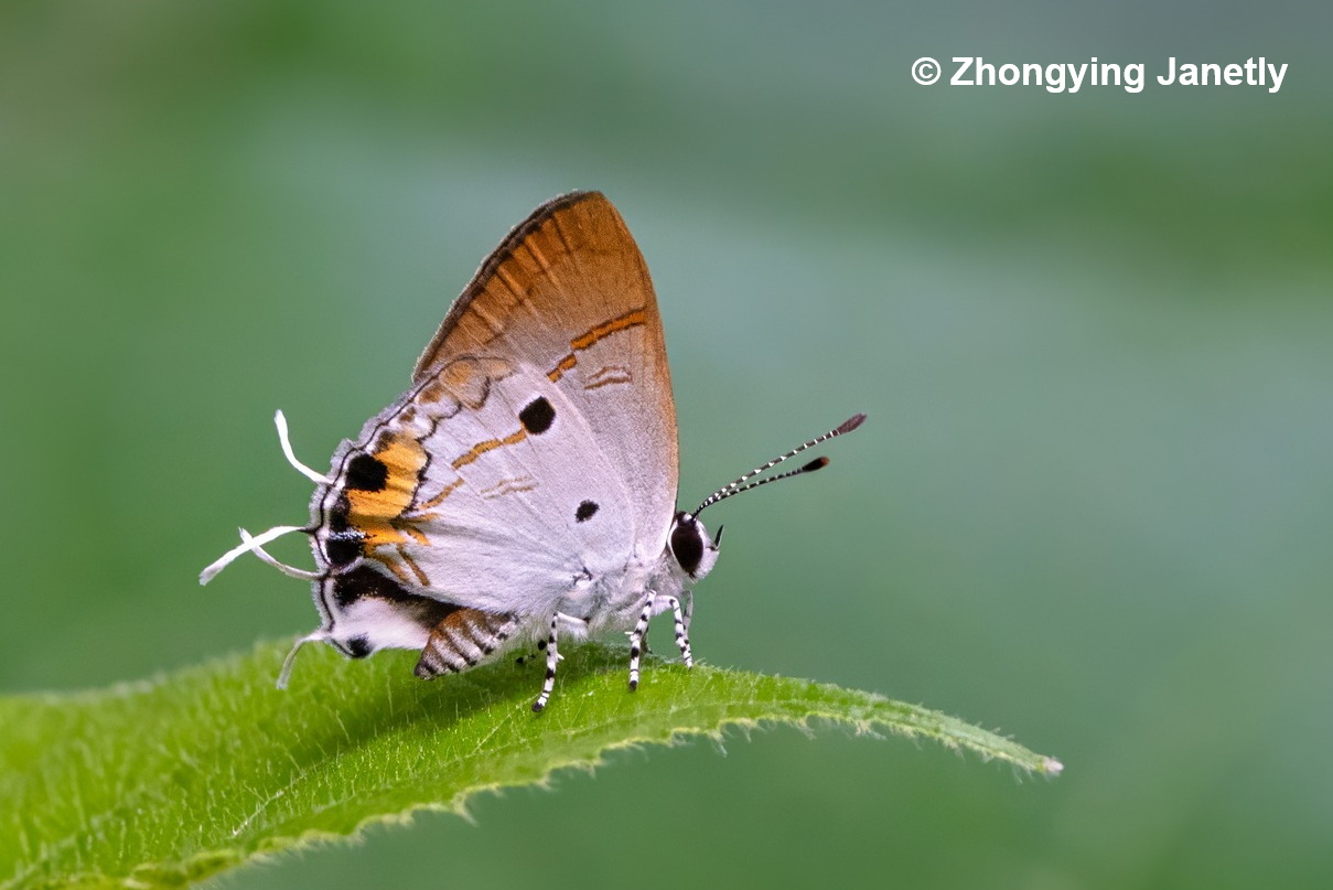 Hypolycaena Balua By Zhongying Janetly3