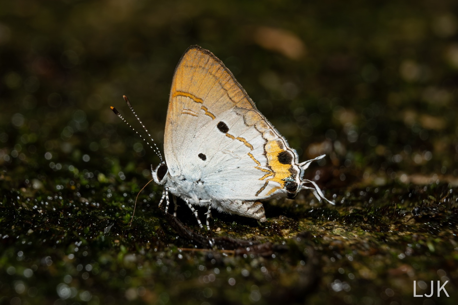 Hypolycaena Balua1