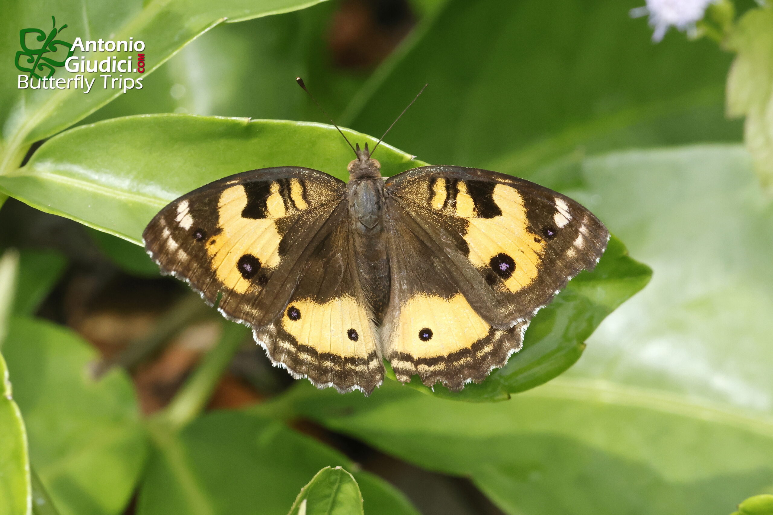 Junonia Hierta Female