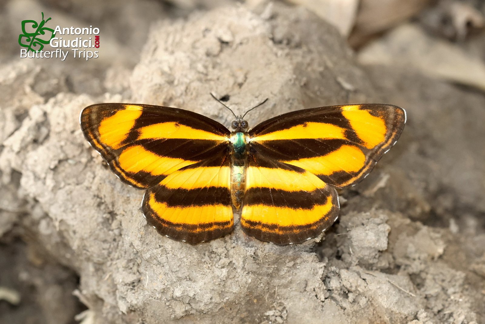 Lasippa Viraja Female