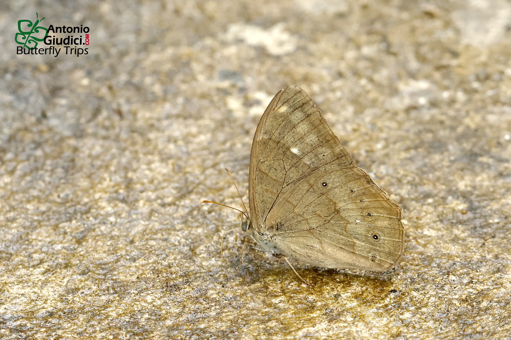 Lethe Gulnihal Female