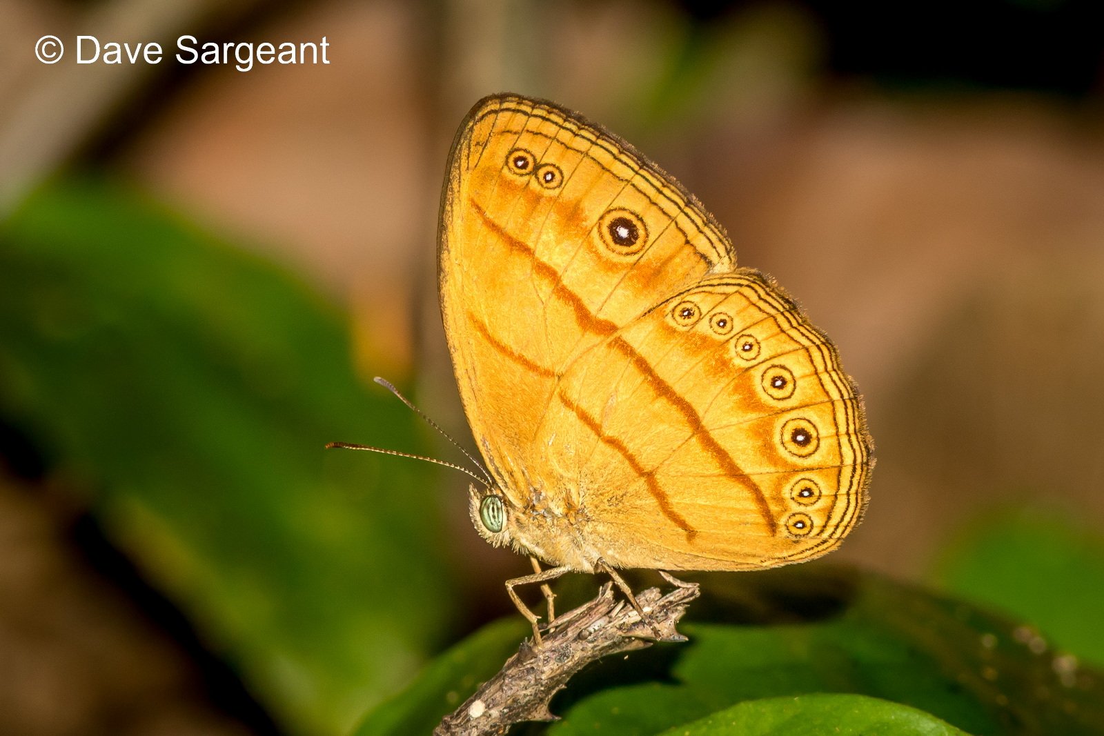 (Mycalesis Anapita Anapita) Bang Lang 05