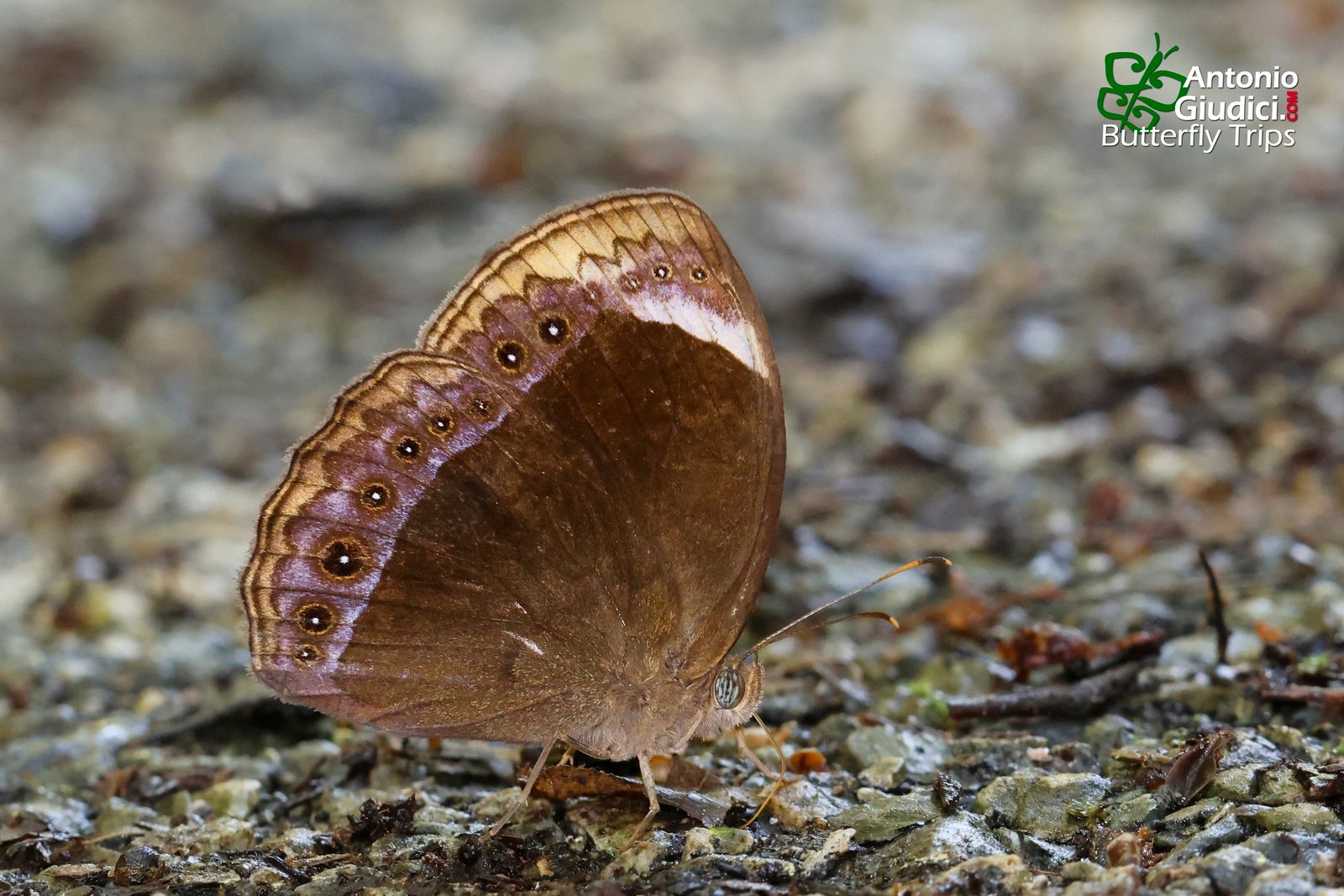 Mycalesis Anaxioides Betong 19 Jun 24
