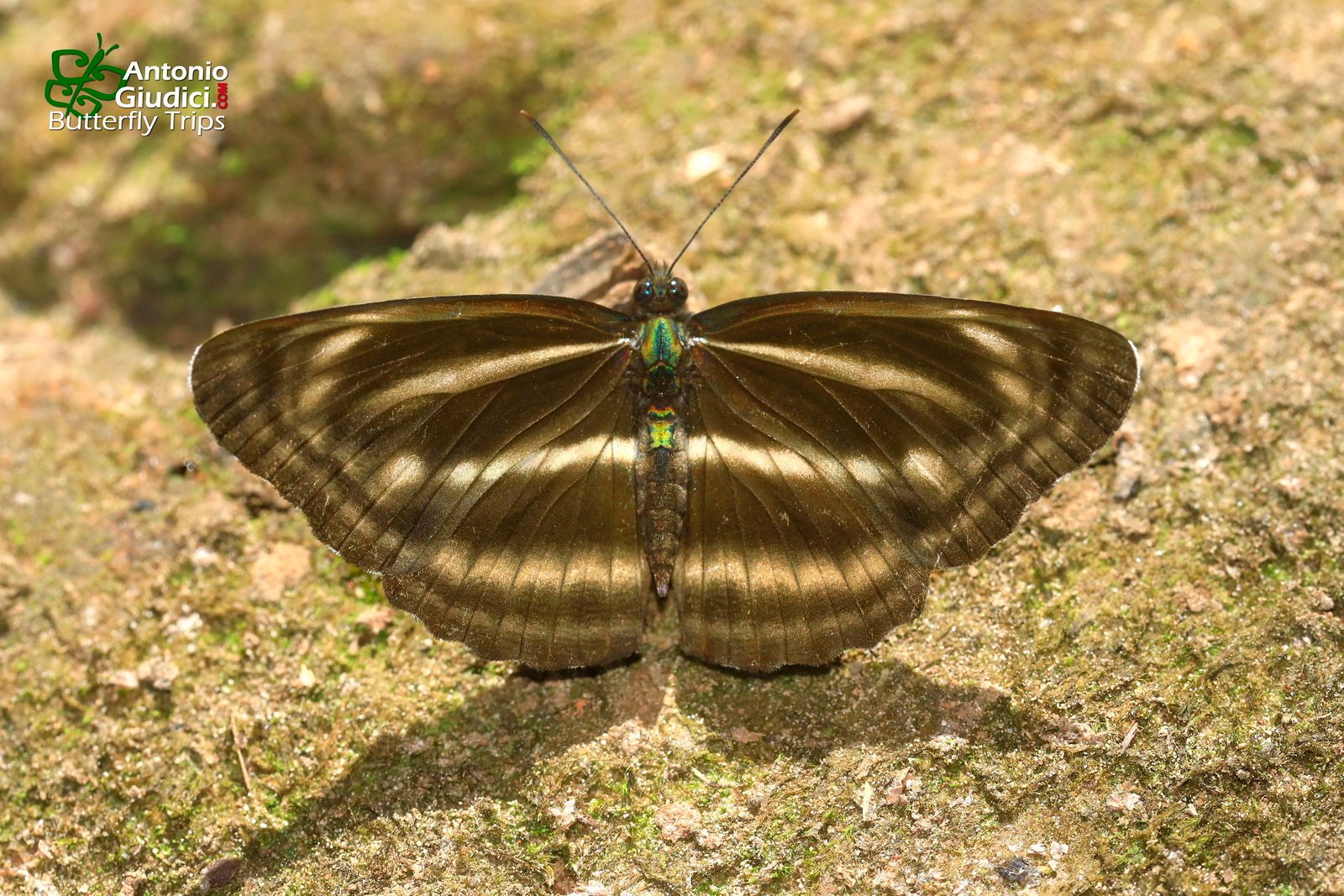 Neptis Nashona Nashona