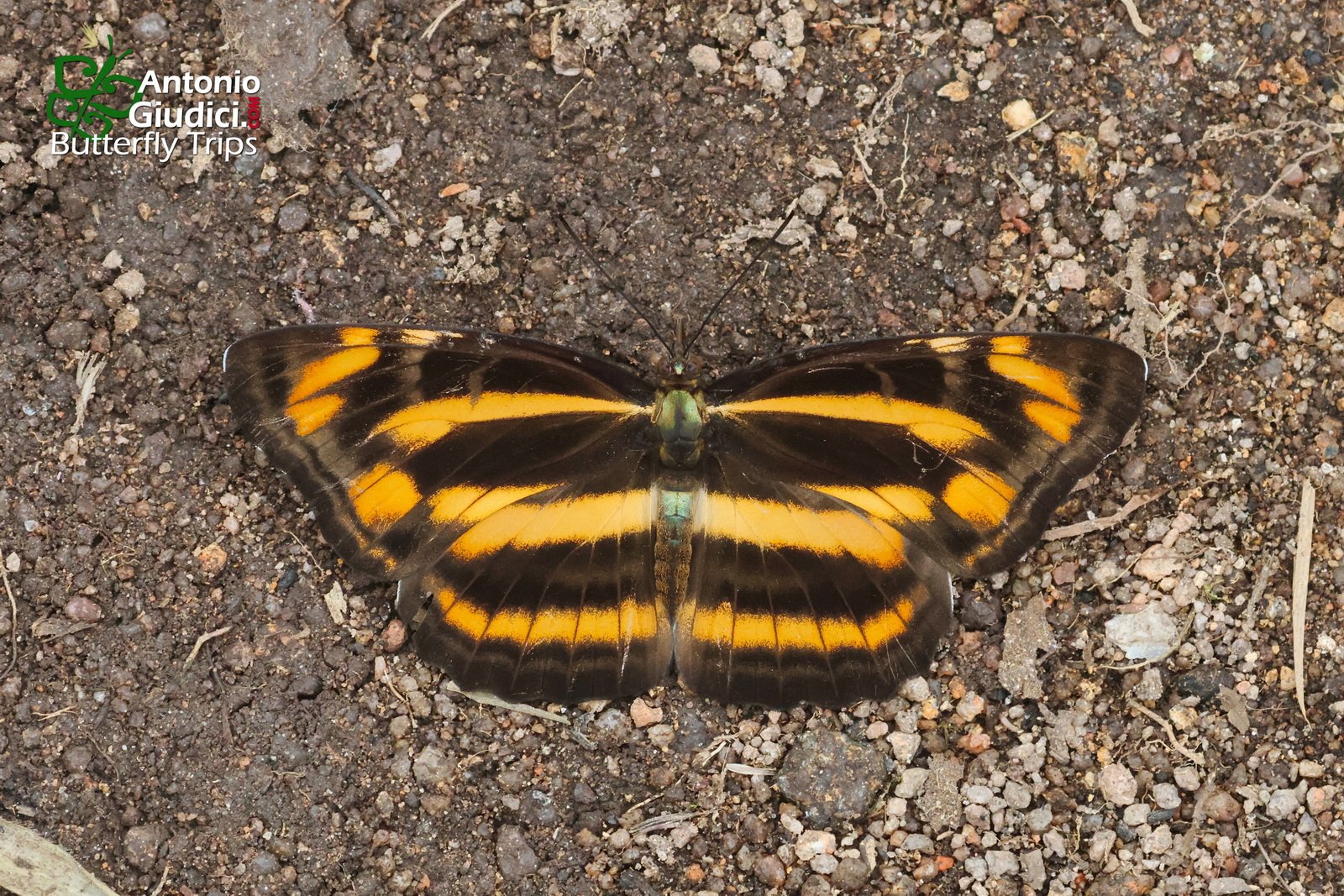 Neptis Radha Chong Yen 23 October 2022