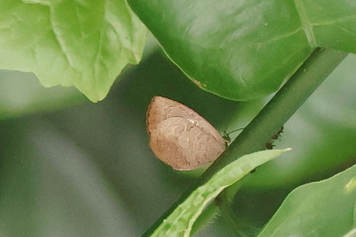 Niletus Nymphis