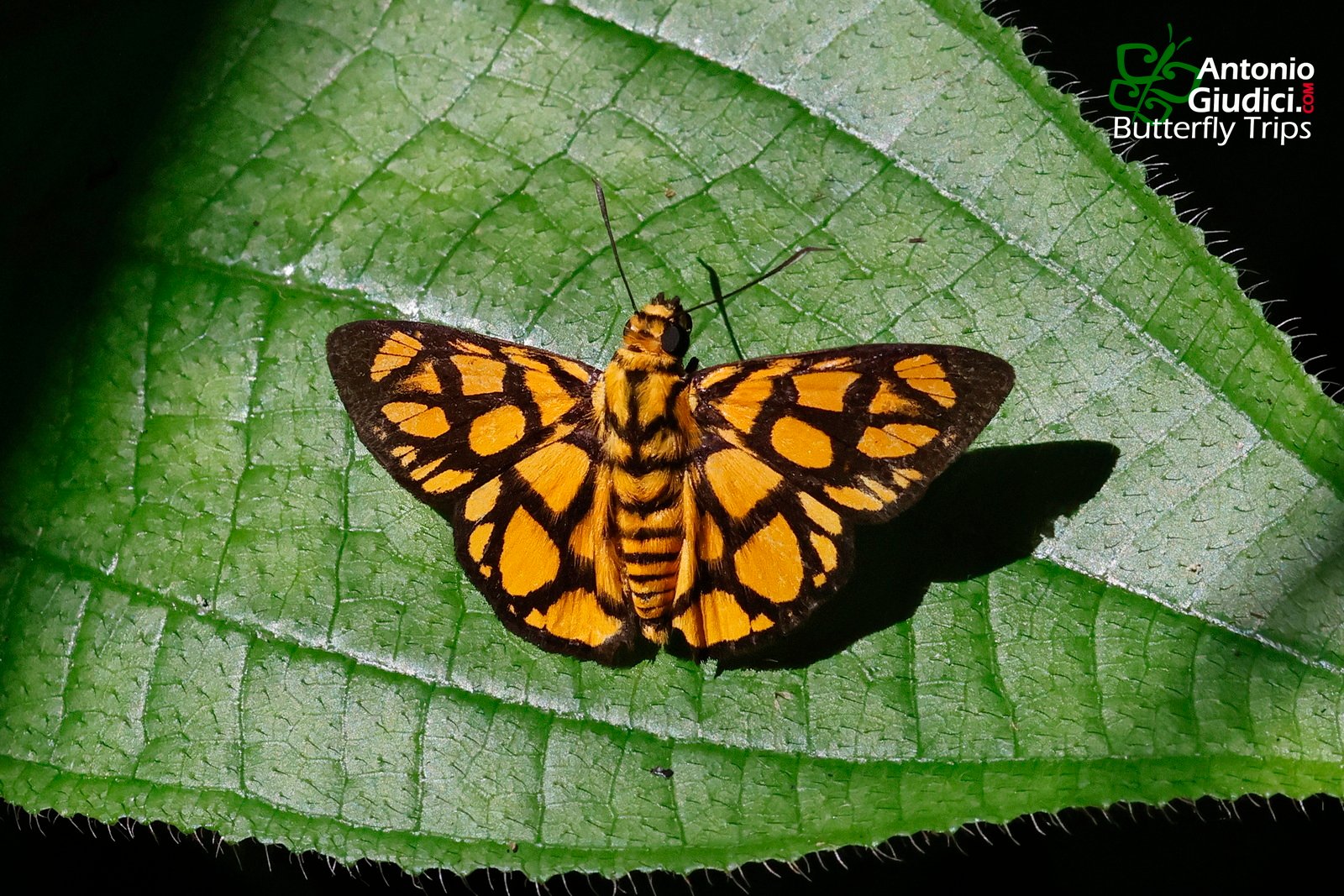 Odina Hieroglyphica Ortina San Kala Kiri 7 Jul 24