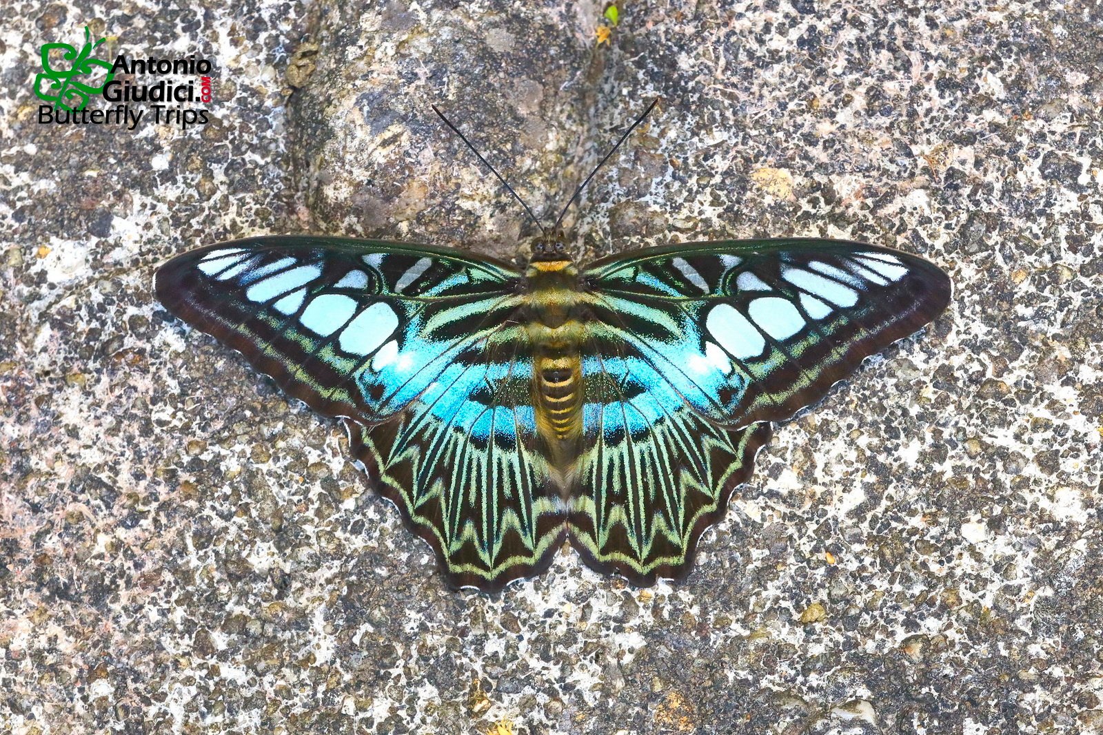 Parthenos Sylvia Karom 25 Apr 21