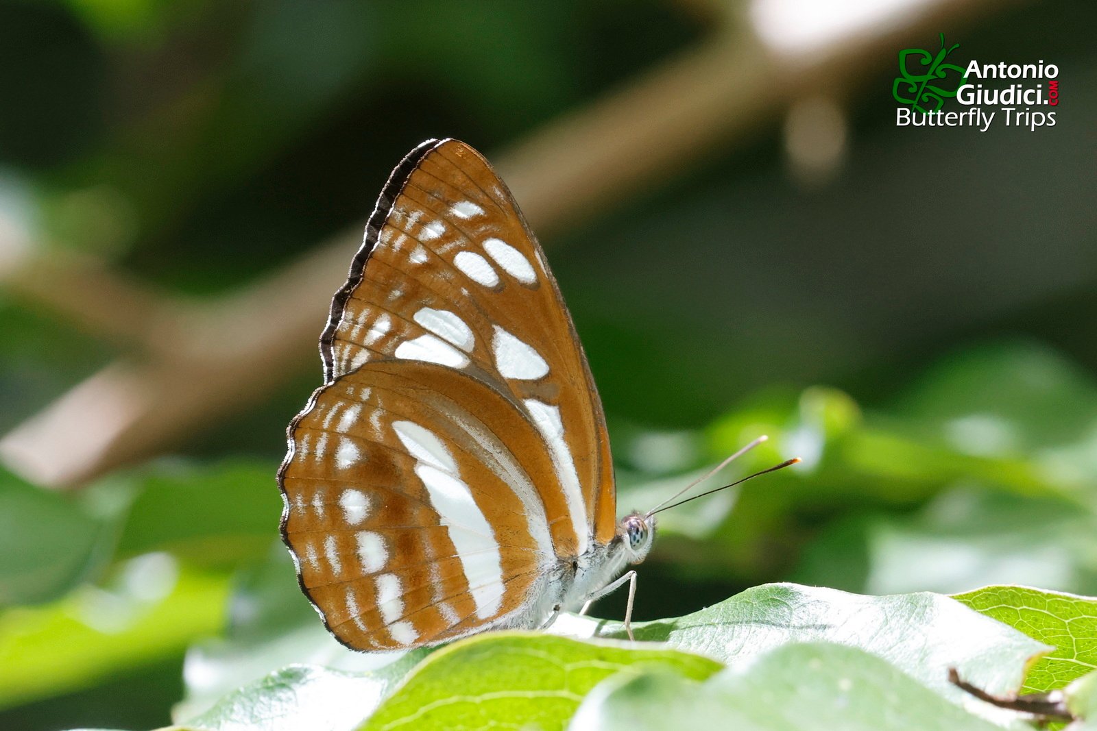 Phaedyma Columella Singa Betong 11 Jul 24