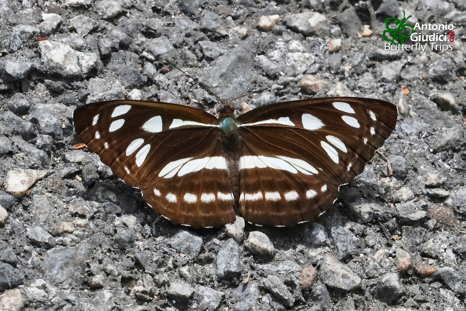 Phaedyma Columella Singa Betong 9 Jul 24