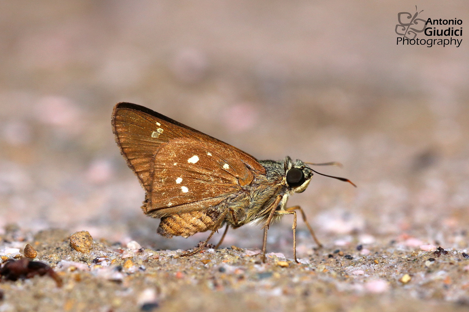 Pithauria Marsena 02