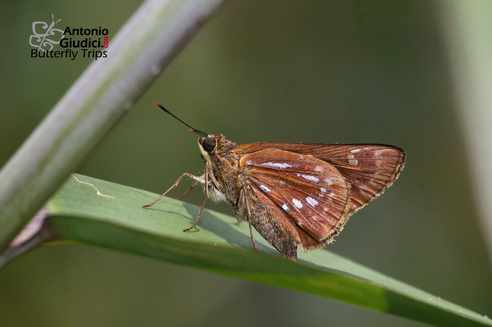 Pithauria Marsena Female