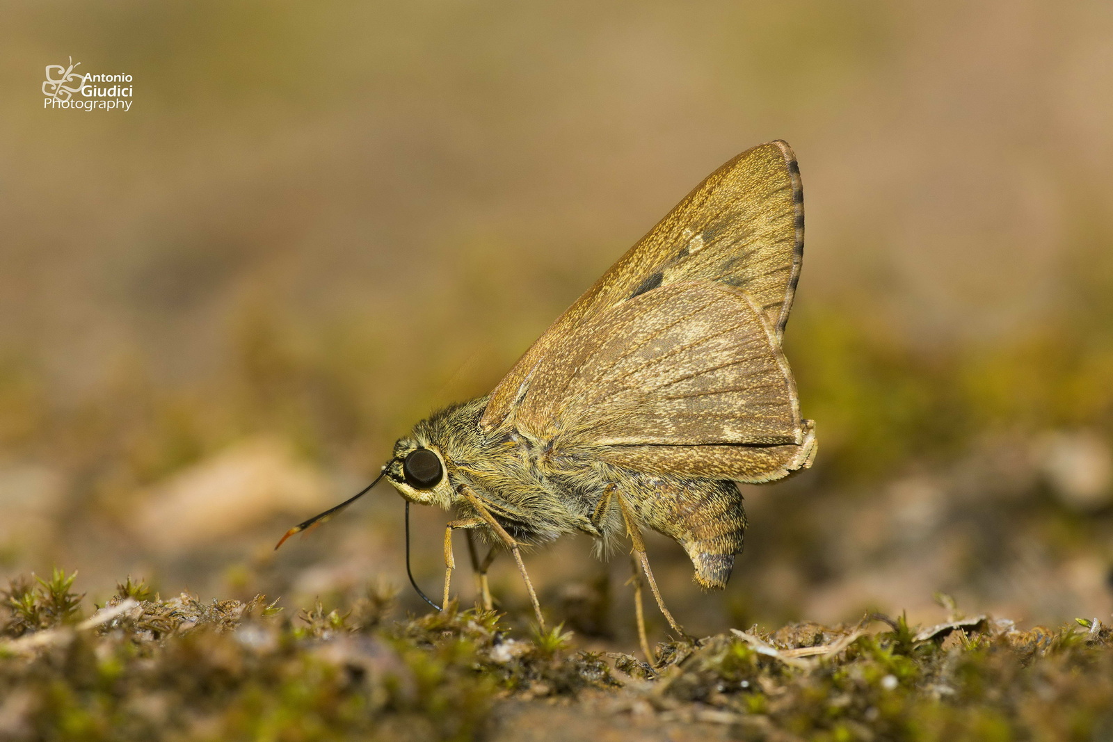 Pithauria Stramineipennis2