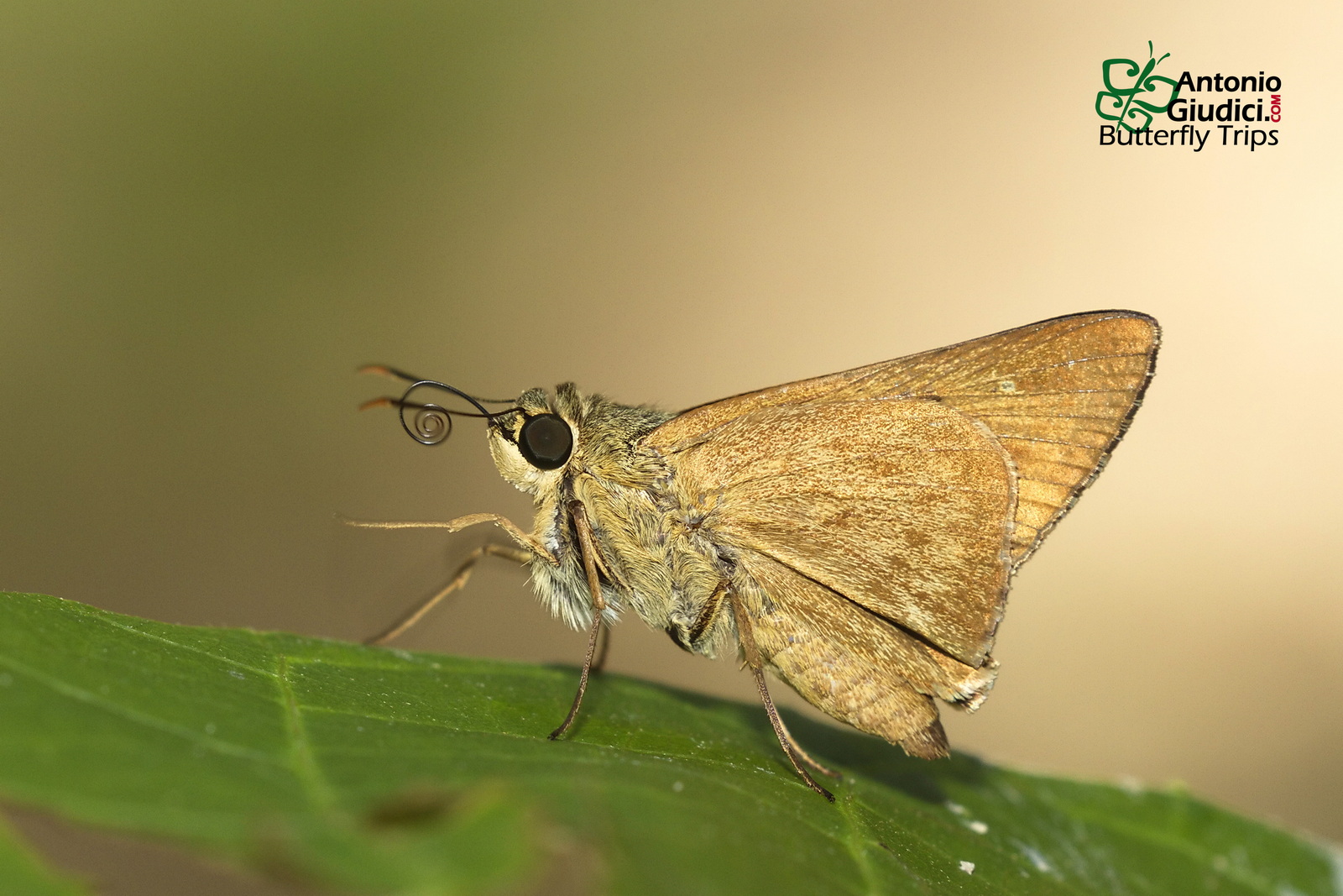 Pithauria Stramineipennis3