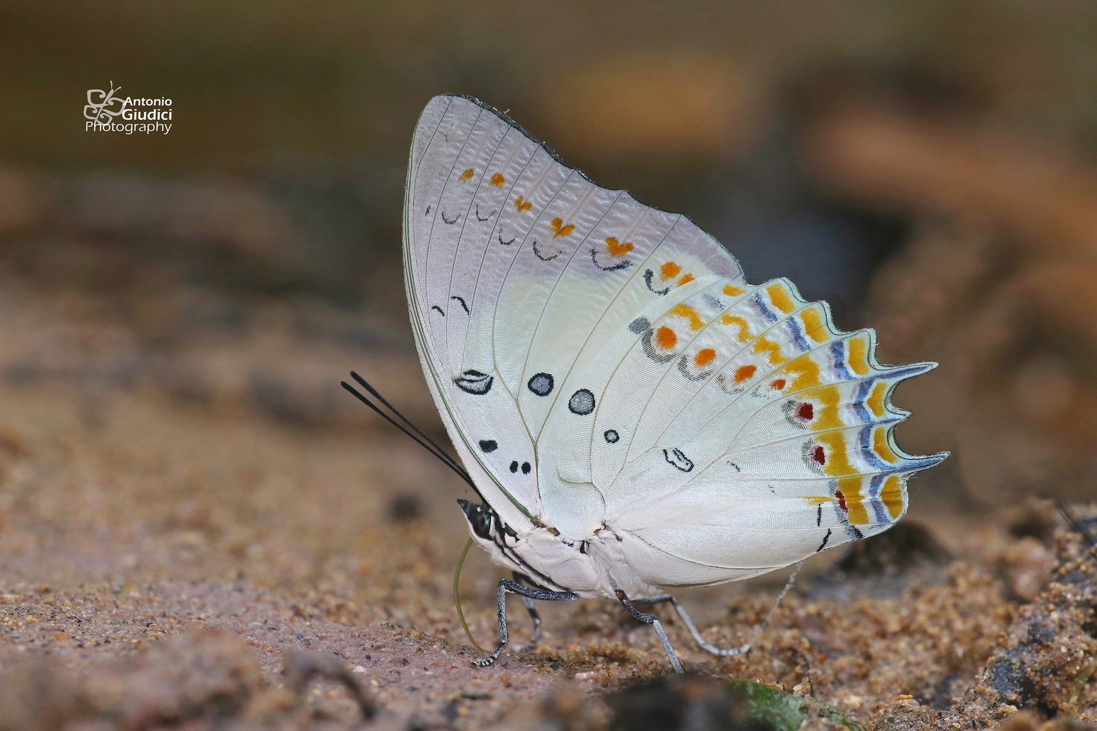 Polyura Delphis Krabi 29 Nov 14
