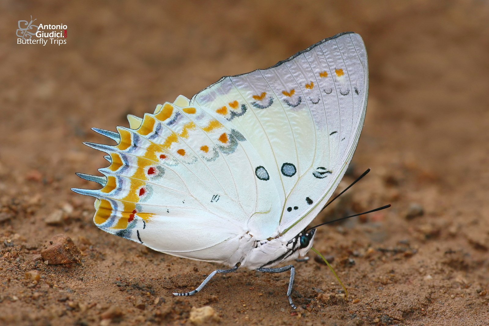 Polyura Delphis Chiang Dao 20 Feb 17