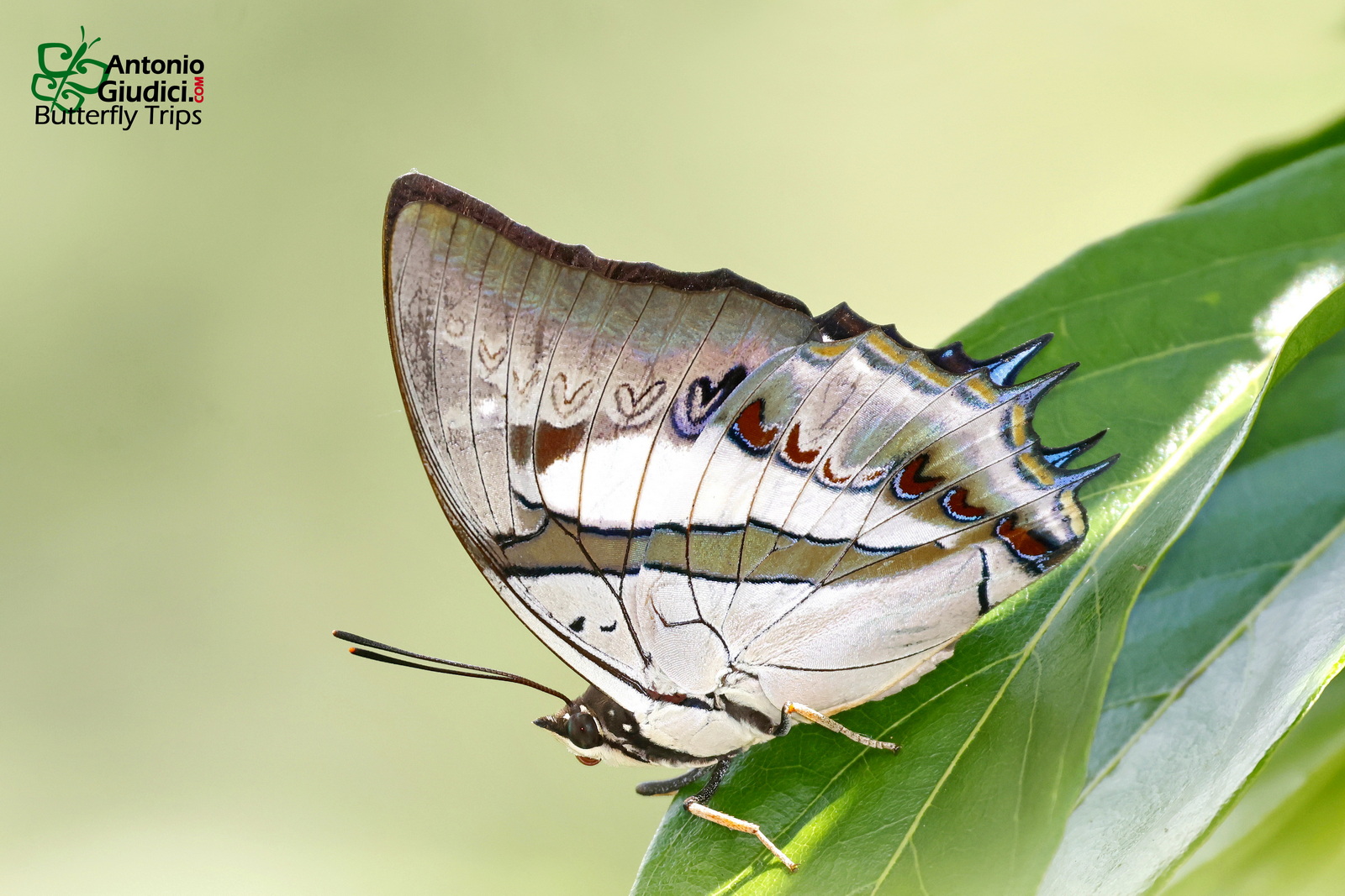 Polyura Schreiber Tisamenus