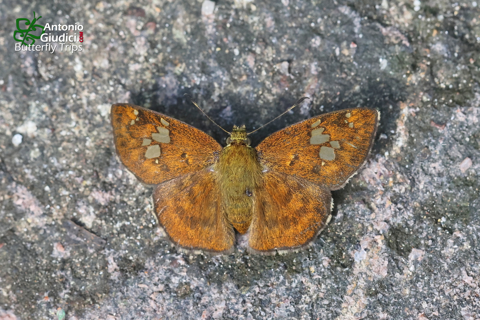 Pseudocoladenia Fabia Phu Khieo 10 Octo 2022