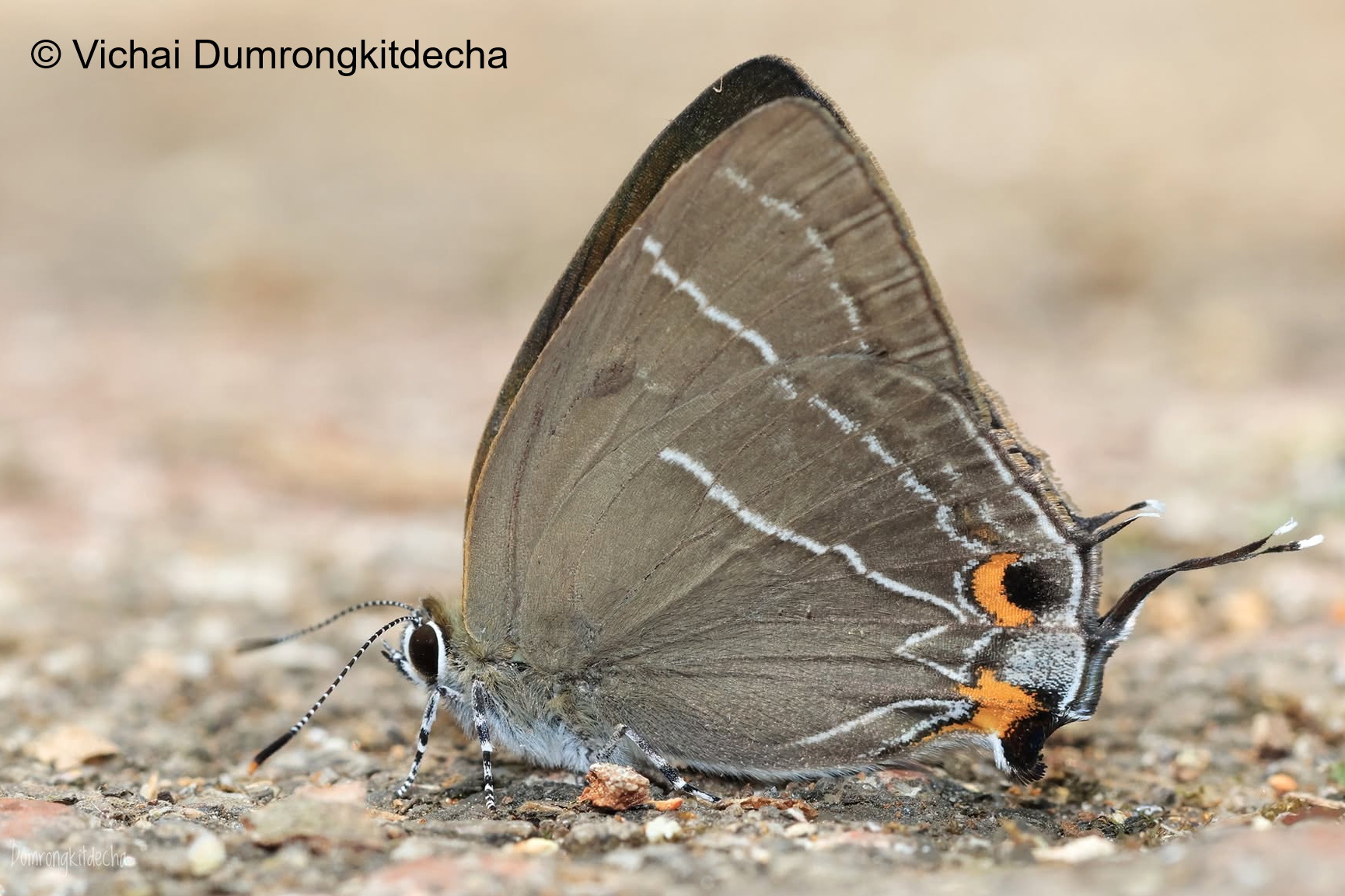 Satyrium Mackwoodi 1 Vichai Bis