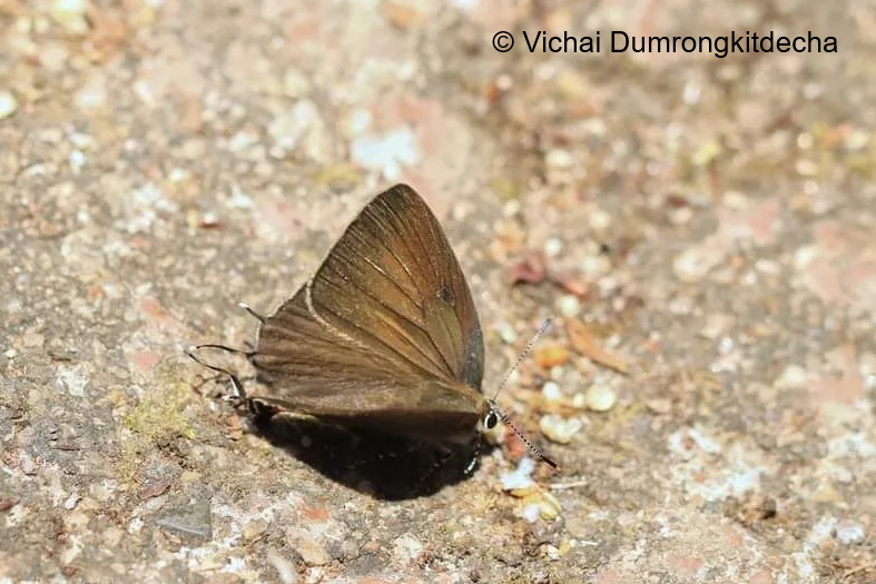 Satyrium Mackwoodi 2 Vichai