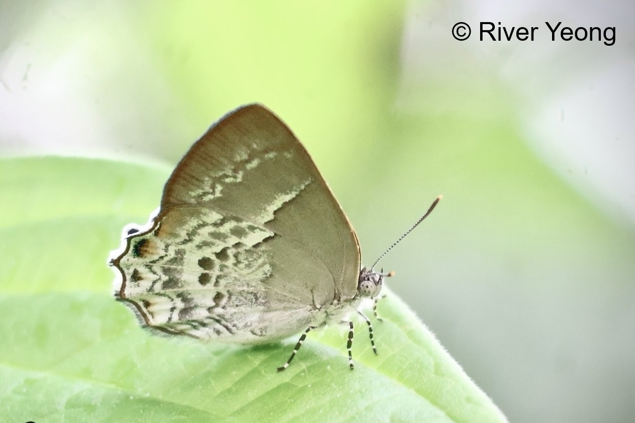 Simiskina Pheretia Female River