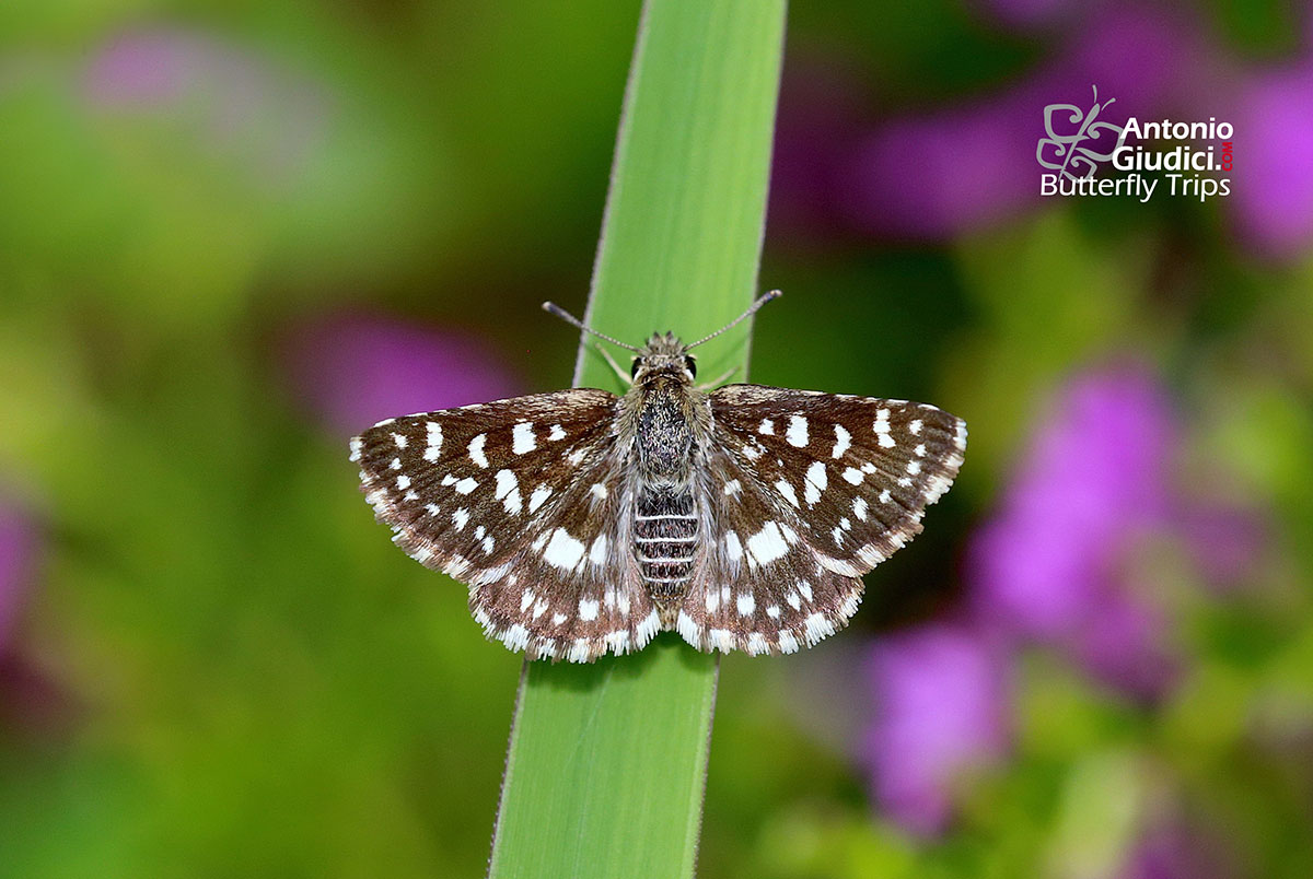 Indian Skipper