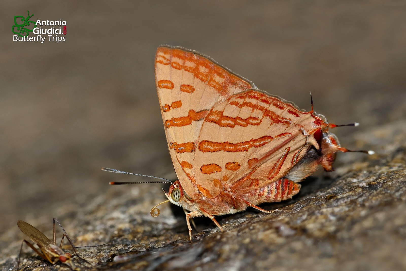 Spindasis Evansi Male