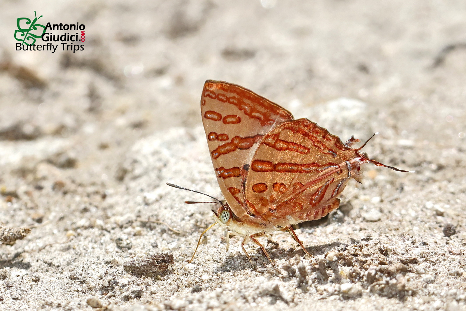 Spindasis Evansi Male Inthanon