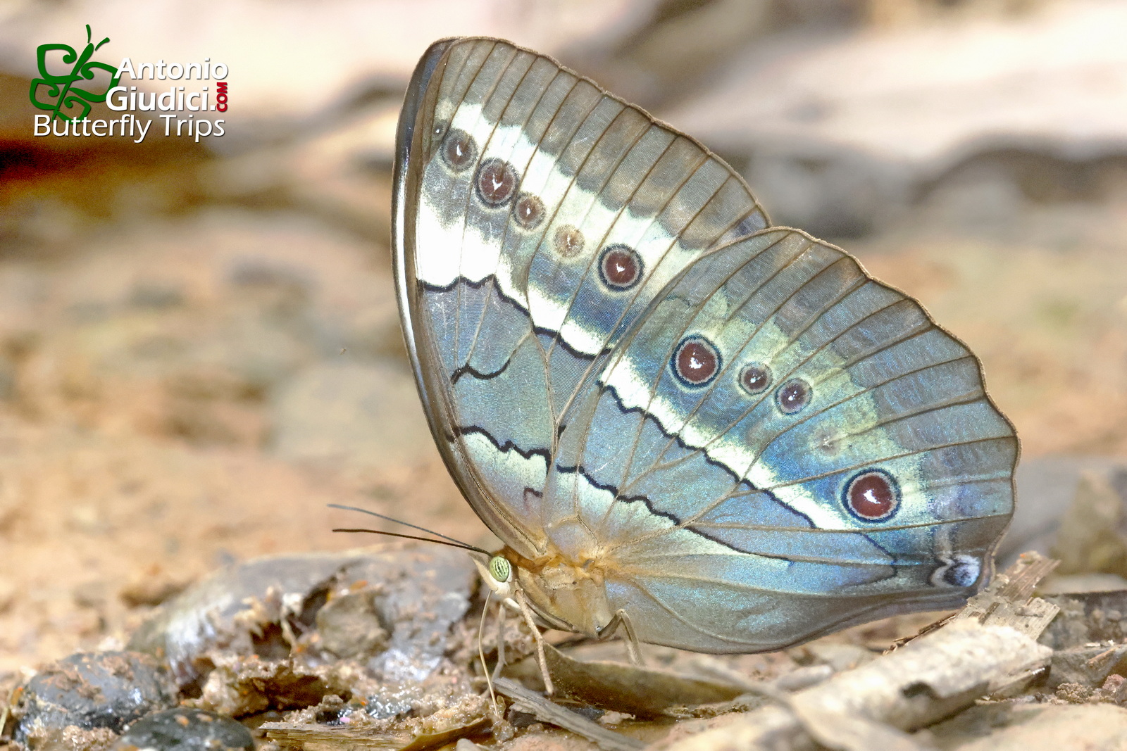 Stichophthalma Mathilda Ssp 