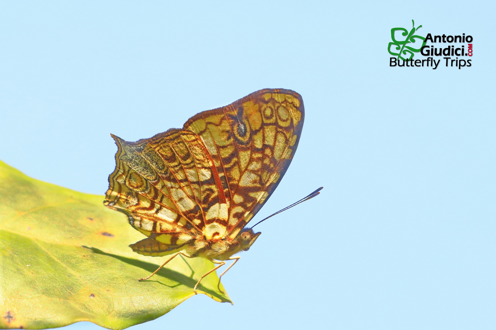 Symbrenthia Hypatia