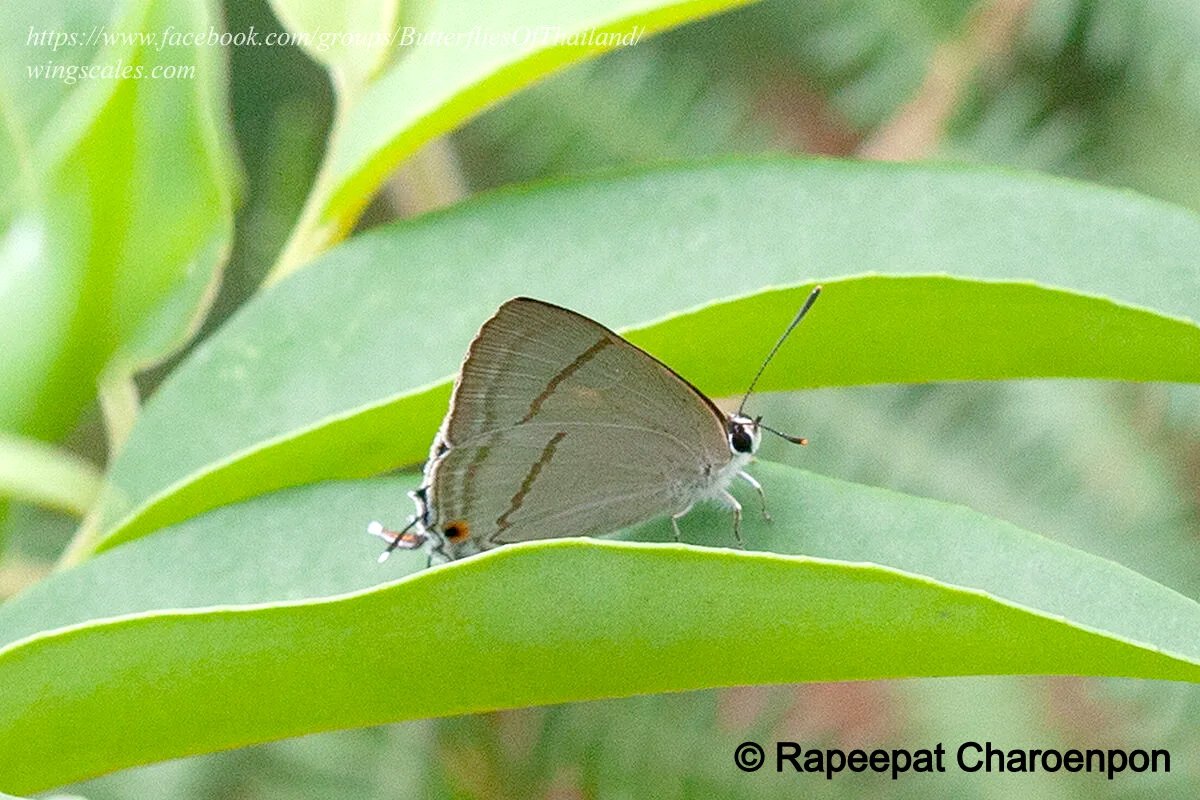 Tajuria Diaeus Rapeepat Charoenpon